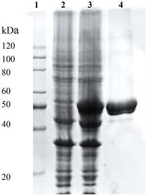 Evaluation of application potential of dye-decolorizing peroxidase from Bacillus amyloliquefaciens in bioremediation of paper and pulp mill effluent